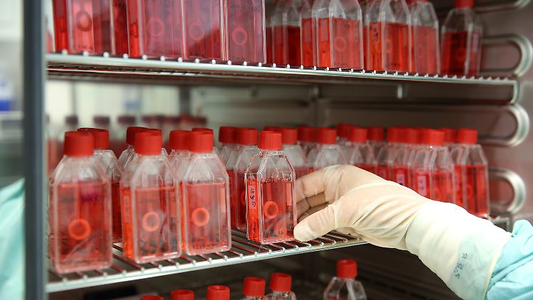 Präparierte menschliche Hornhaut bleibt bei 32 Grad Celsius  für 10 bis 28 Tage verwendbar. 