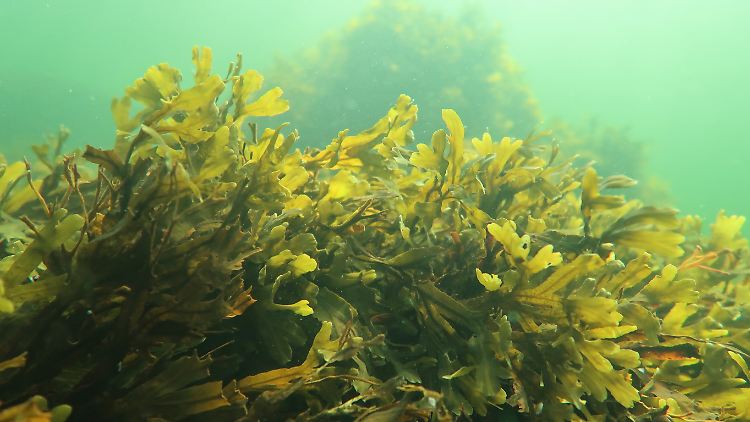 Blasentang (Fucus vesiculosus) findet man auch an Deutschlands Küsten, etwa vor Helgoland.