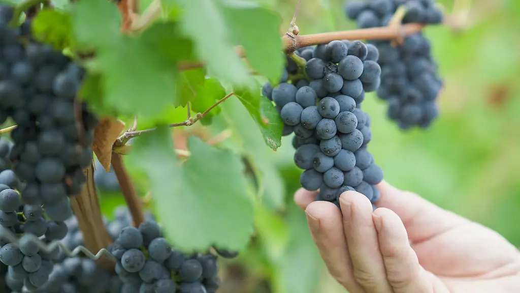 Eine-Hand-haelt-in-einem-Weinberg-der-Lage-Heppenheimer-Stemmler-Trauben-der-Rebsorte-Fruehburgunder