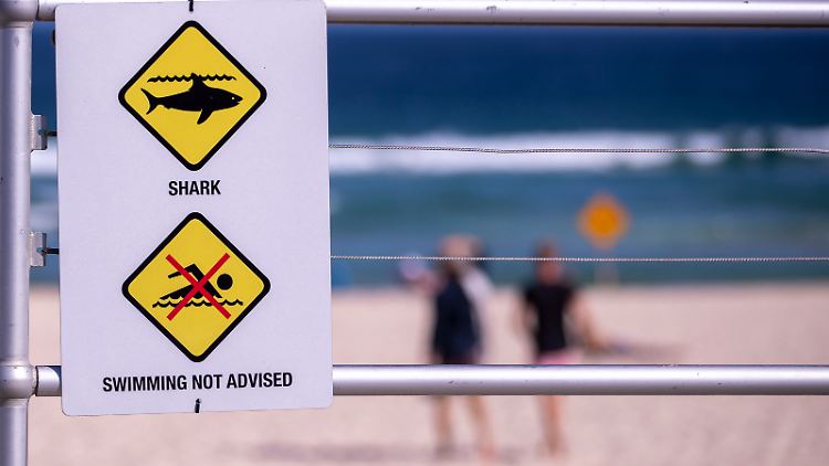 Hai-Alarm: An Sydneys Stränden keine Seltenheit.