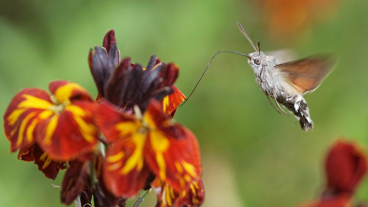 Ohne Insekten können sich Pflanzen nicht auf natürliche Weise fortpflanzen.