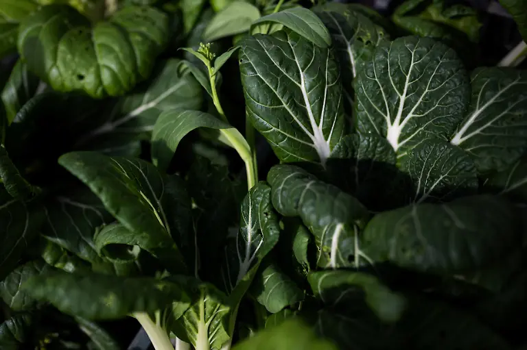 2024-05-02T080243Z-1821761250-RC2LT6ARRXJK-RTRMADP-3-HUNGARY-ENVIRONMENT-FAMILIES