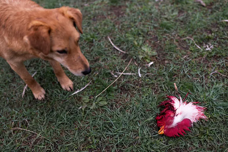Hund-mit-Huehnerkopf