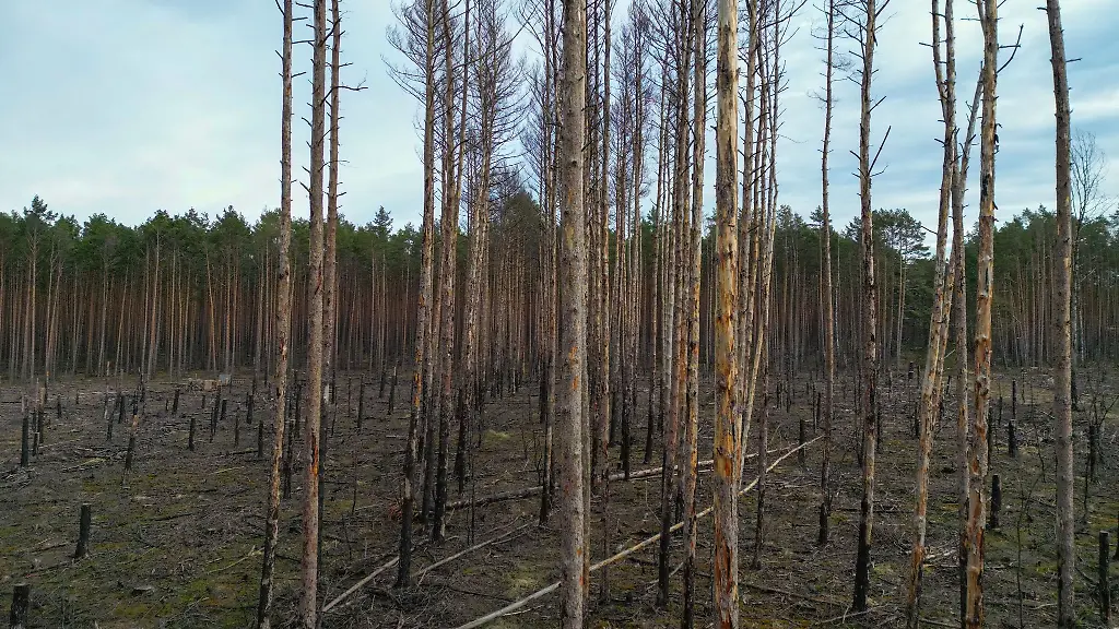 Blick-ueber-eine-Waldbrandflaeche-aus-dem-Jahr-2022-nahe-Beelitz-Luftaufnahme-mit-einer-Drohne