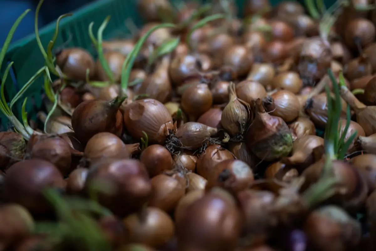 2024-05-02T080037Z-394867721-RC2LT6AGFNGF-RTRMADP-3-HUNGARY-ENVIRONMENT-FAMILIES