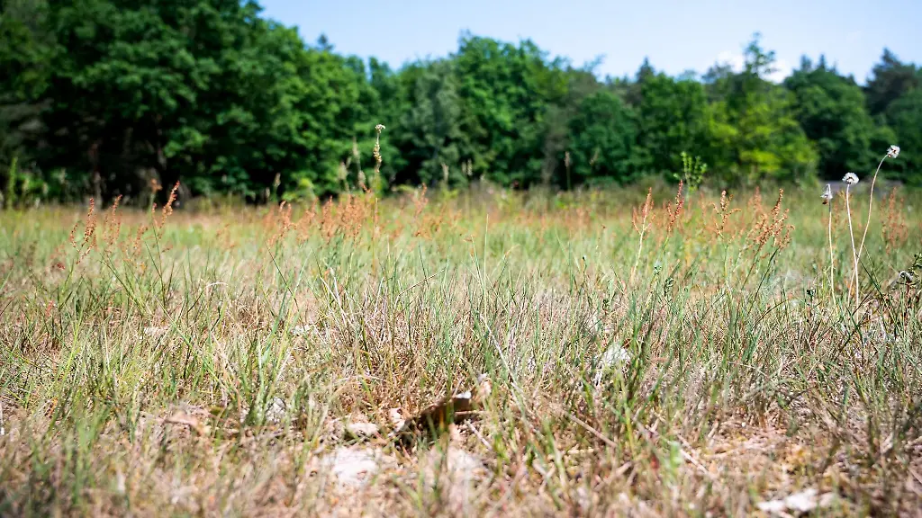 Blick-auf-einen-trockenen-Boden-in-einem-Wald