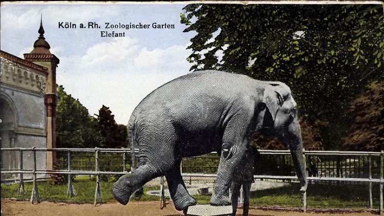 Der Zoologische Garten in Köln ungefähr zur Zeit der Kindheit von Elizabeth Reichert.