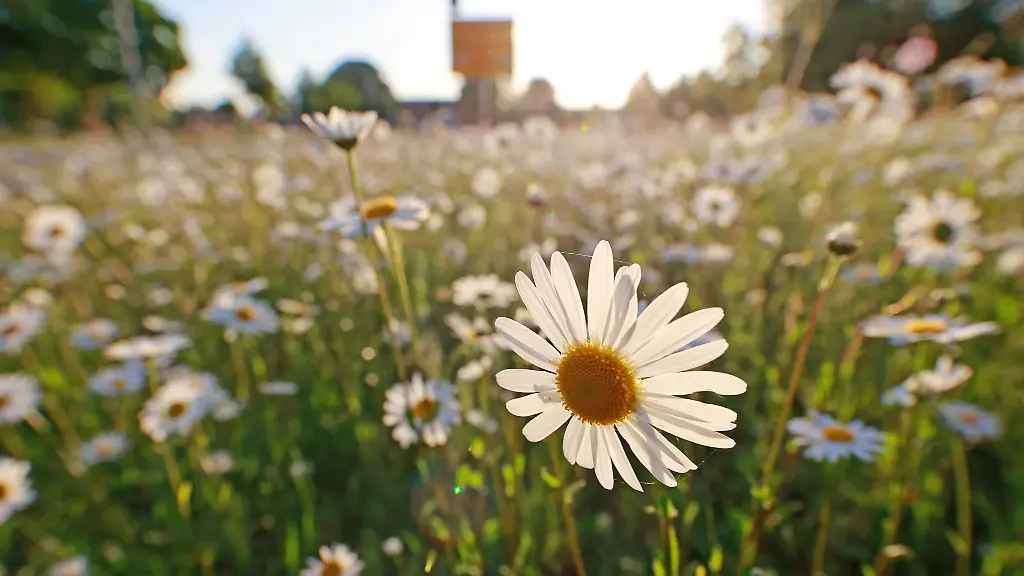 Wiesen-Margeriten-stehen-im-Licht-der-aufgehenden-Sonne-auf-einer-Wiese-in-Wernigerode