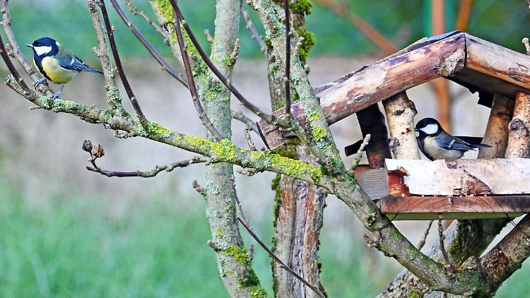 Kohlmeisen im Garten: Der NABU ruft dazu auf, von Freitag bis Sonntag eine Stunde lang Vögel zu zählen.