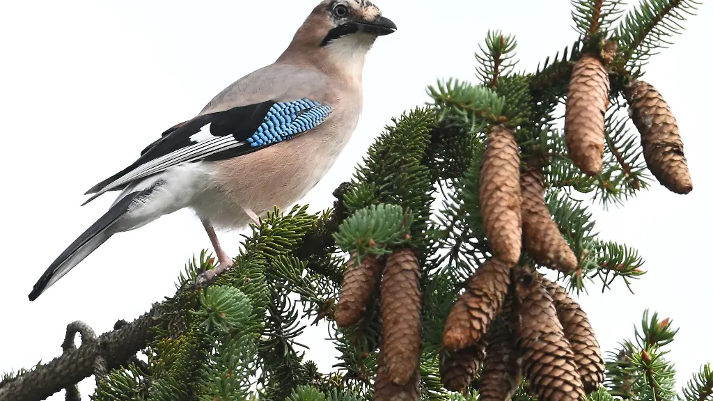 Ein-Eichelhaeher-hat-sich-auf-einem-Tannenzweig-niedergelassen
