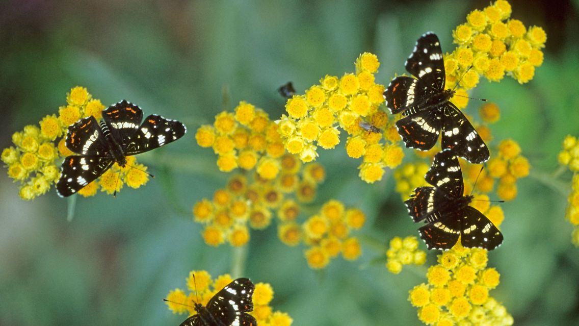 Die Tiere der Sommergeneration sind die direkten Nachkommen der Frühlingsgeneration.