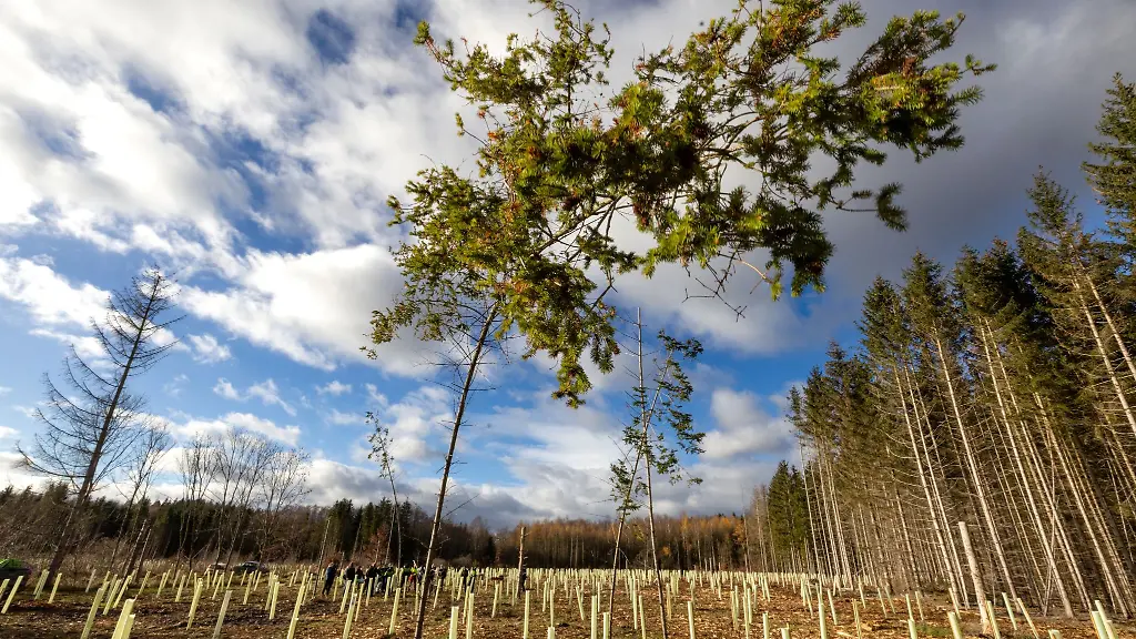 Abgestorbene-Fichten-stehen-neben-neu-angepflanzten-Laubbaeumen-in-Wuchshuellen-auf-einer-Schadflaeche-am-Thueringer-Forstamt-Erfurt-Willrode