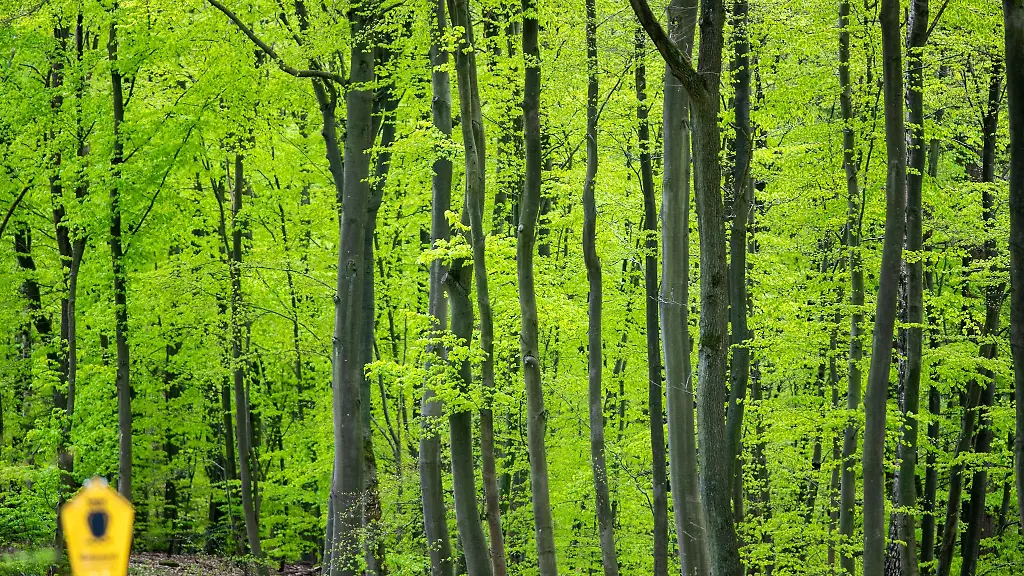 Buchen-stehen-in-einem-Waldstueck-in-der-Naehe-des-Warnowtals