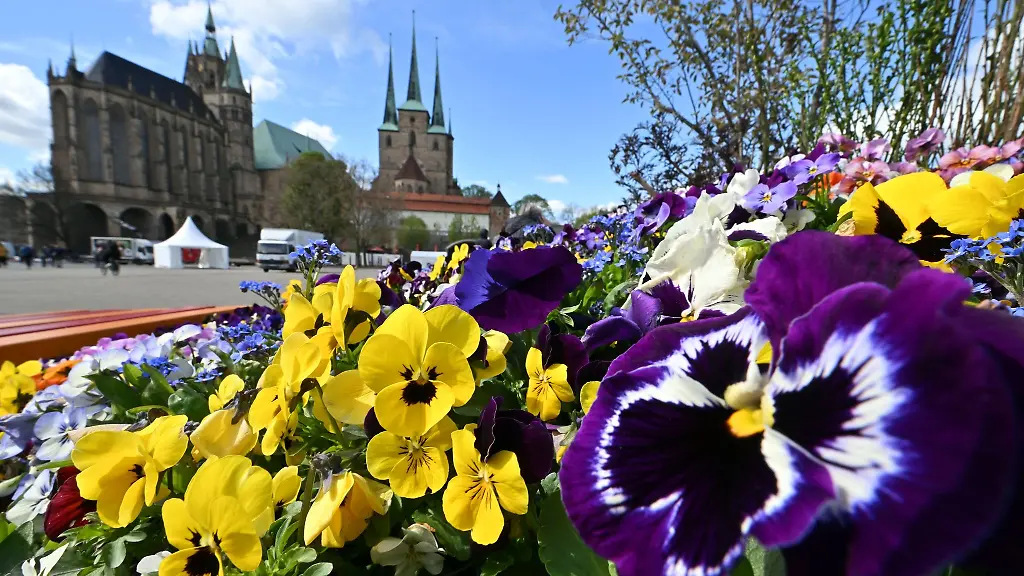 Stiefmuetterchen-bluehen-auf-dem-Erfurter-Domplatz-vor-Mariendom-und-Severikirche