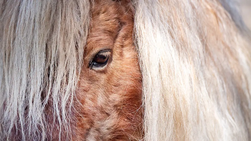 Ein-Minishetty-Mini-Shetland-Pony-steht-bei-sonnigem-Wetter-im-Zoo-von-Stralsund