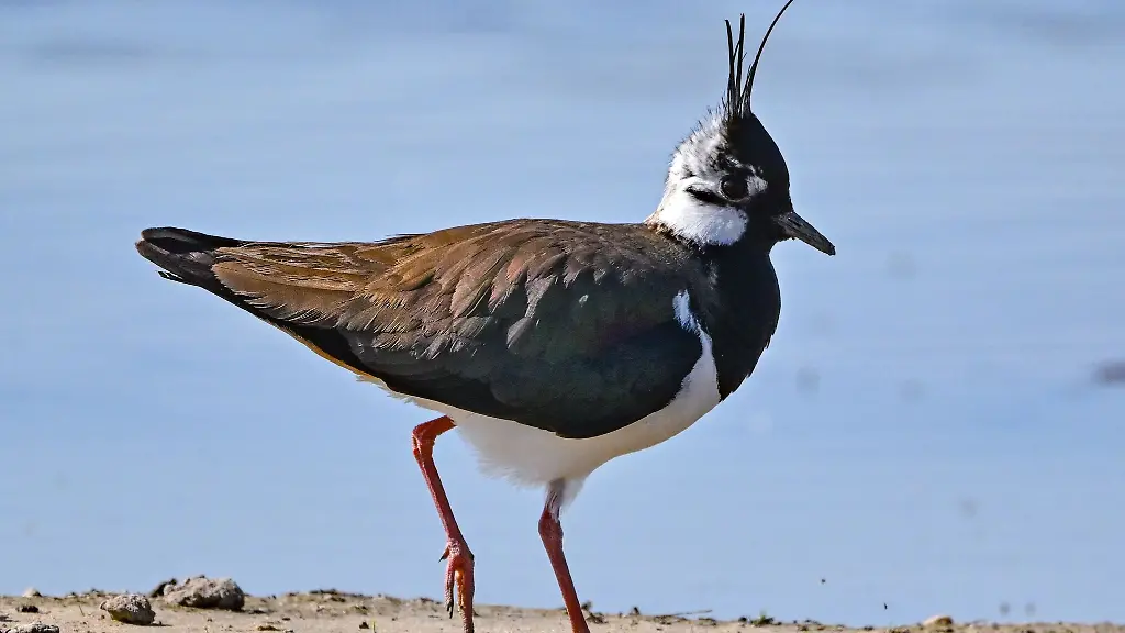 Ein-Kiebitz-Vanellus-vanellus-laeuft-entlang-einer-Wasserstelle-auf-einem-Feld-im-Oderbruch