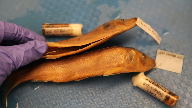 2 von knapp 700 konservierten Fischproben, die auf Parasiten untersucht wurden.