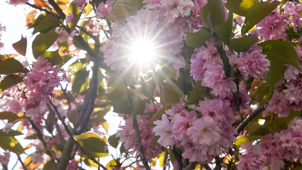 Die-Sonne-scheint-zwischen-den-Blueten-einer-japanischen-Zierkirsche-hindurch