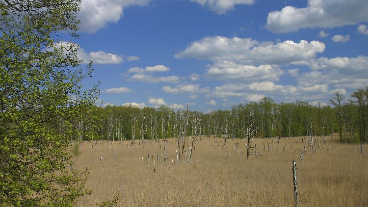 Trockengelegte Moore stoßen Treibhausgas aus.