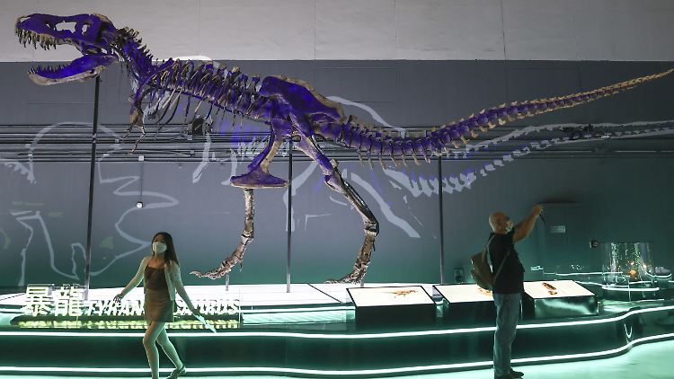 Großer Schädel, viel Gehirnschmalz: T-Rex war womöglich ein helles Köpfchen.