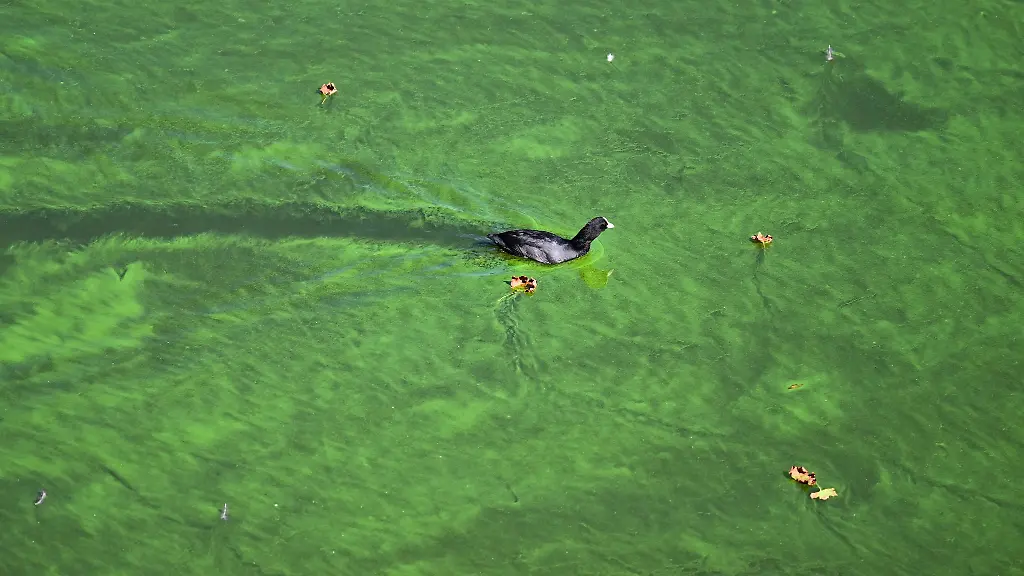 Ein-Wasservogel-durchquert-den-Teppich-aus-Blaualgen