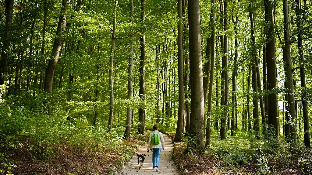 Eine-Frau-geht-mit-einem-Hund-durch-ein-Waldstueck