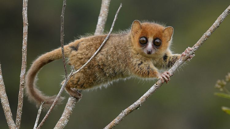 Der Braune Mauslemur (Microcebus rufus) ist eine der 104 Lemurenarten, die derzeit vom Aussterben bedroht sind. Auf Madagaskar sind, seitdem Menschen auf der Insel sind, insgesamt 17 Lemurenarten ausgestorben.