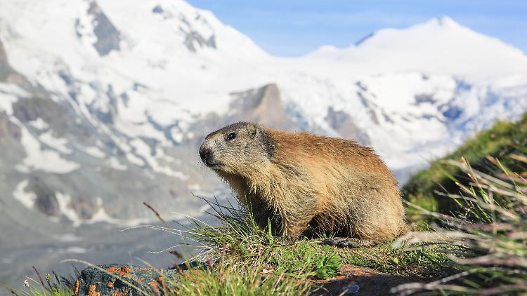 Schon jetzt gibt es viel weniger Murmeltiere.