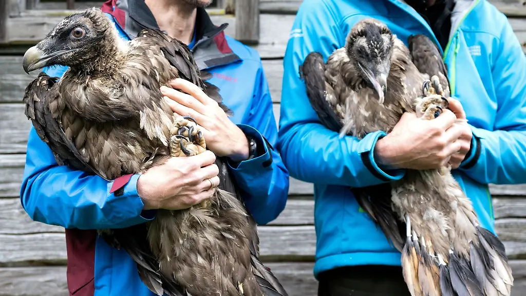 Mitarbeiter-im-Nationalpark-Berchtesgaden-mit-den-Bartgeiern-Sisi-l-und-Nepomuk-vor-ihrer-Auswilderung