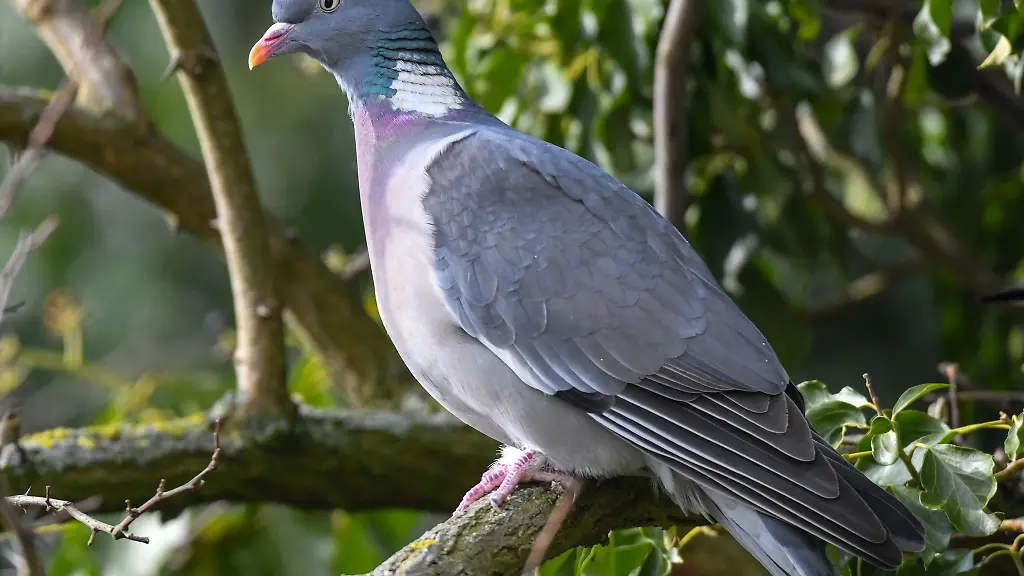 Eine-Ringeltaube-Columba-palumbus