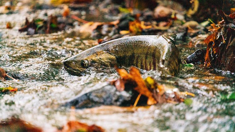Pro Kilogramm Wildfisch hätten sie im Durchschnitt 9,5 Mikrogramm per- und polyfluorierte Chemikalien (PFAS) gefunden, schrieben die Wissenschaftler.