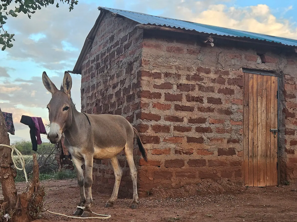 wtg-esel-kenia-bedrohung-c-Welttierschutzgesellschaft-e-V