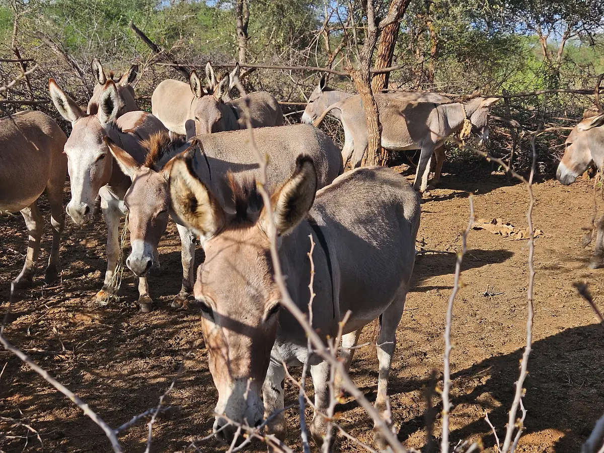 wtg-esel-kenia-gehege-c-Welttierschutzgesellschaft-e-V