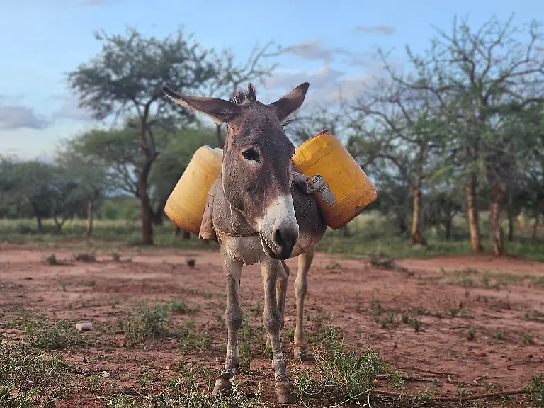 wtg-esel-kenia-wassertransport-c-Welttierschutzgesellschaft-e-V