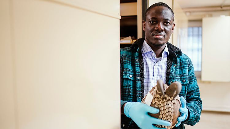Oussounou Abdel-Aziz Sandja begutachtet im Depot des Museums einen zeremoniellen Kopfaufsatz aus Togo.