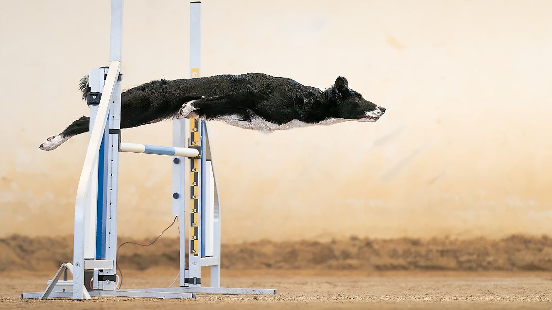 ... "She is Bagheera" nennt Francesco Junior Mura sein Bild in Anlehnung an den schwarzen Panther aus dem Dschungelbuch. Es entstand während eines Agility-Wettbewerbs in Italien, bei dem Hunde einen Parcours in vorgegebener Reihenfolge und Zeit überwinden müssen.