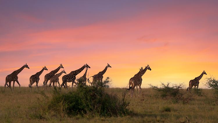 Große Wildtiere wie die Giraffe benötigen besonders viel Futter um zu überleben.