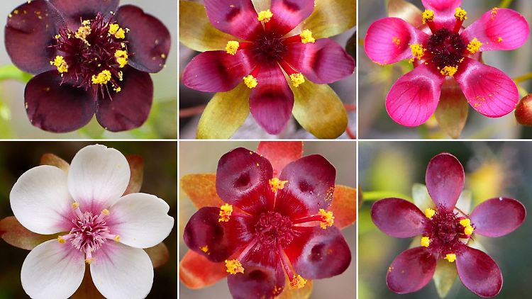 Alle Arten des Drosera-microphylla-Komplexes. Bisher waren drei Arten aus dieser Gruppe bekannt, nun sind es neun. (Anklicken für gesamte Ansicht)
