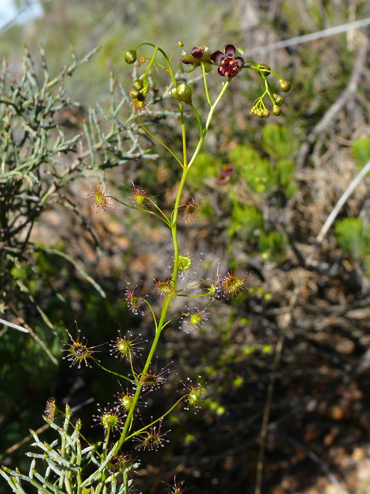 Die neu entdeckte Art Drosera atrata (Schwarzer Sonnentau).