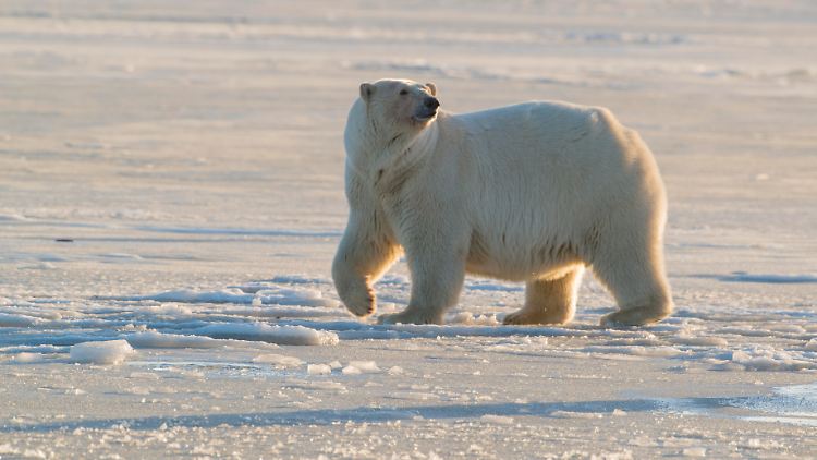 Das Verhältnis von Mensch und Eisbär verändert sich aufgrund des Klimawandels zunehmend.