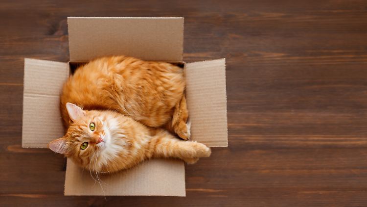 Katzen und Kartons gehören einfach zusammen.
