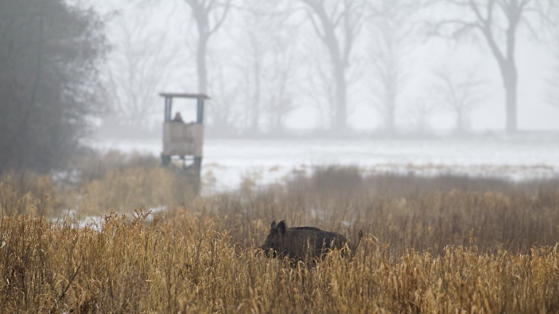 Jägerinnen und Jäger sitzen gern mal auf dem Hochsitz und legen sich auf die Lauer, bis ihnen ein Wildschwein oder Reh vor die Flinte kommt.
