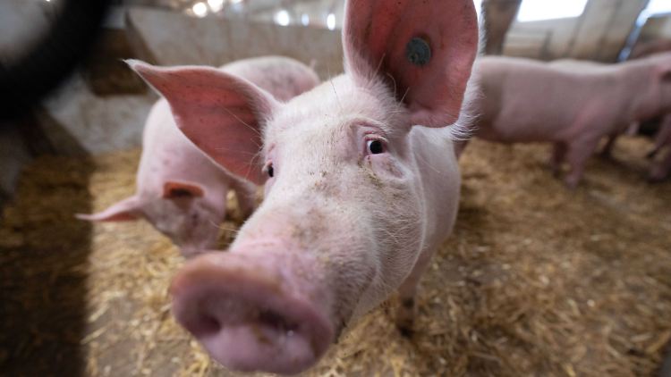 In Deutschland werden über 20 Millionen Schweine gehalten.
