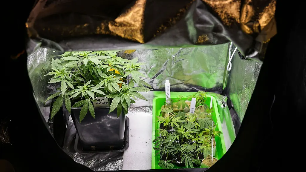 Cannabispflanzen-verschiedener-Sorten-stehen-in-einem-Aufzuchtszelt