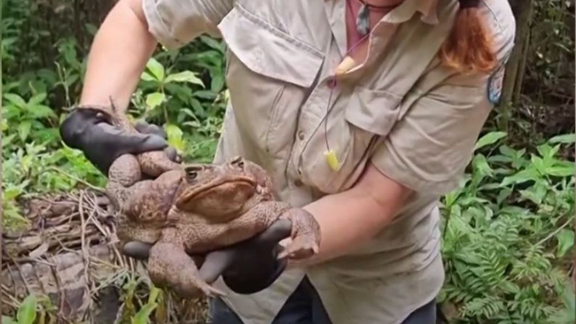 Toadzilla.JPG