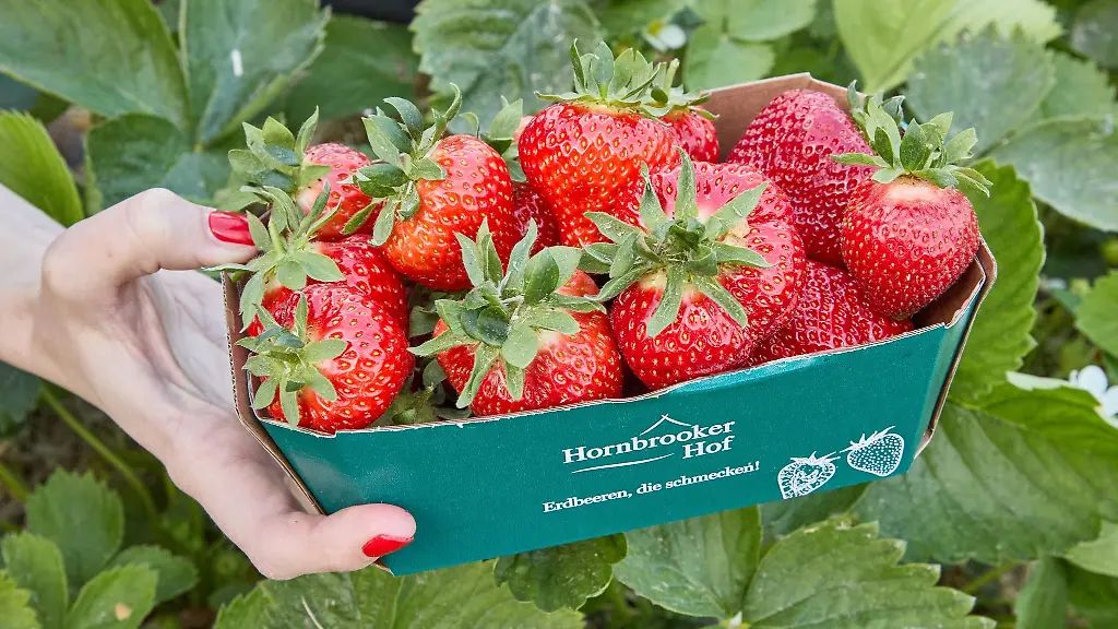 Ein-Koerbchen-mit-ersten-geernteten-Erdbeeren-der-Saison
