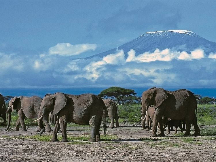 Urlauber können in Kenia auch die Wildnis erleben - und aus der Ferne den Kilimandscharo im Nachbarland Tansania bestaunen.