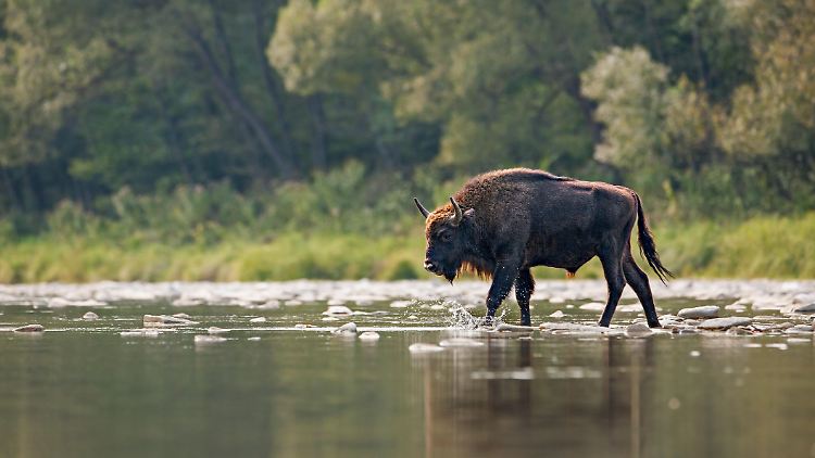 Wisente werden auch Europäische Bisons genannt und sind eng mit den nordamerikanischen Bisons verwandt. 
