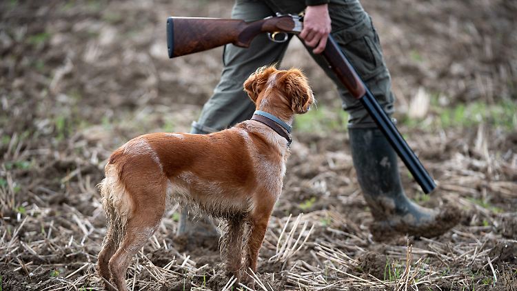 In den USA geht erneut ein Hund als Schütze in die Statistik der Toten durch Schusswaffen ein.