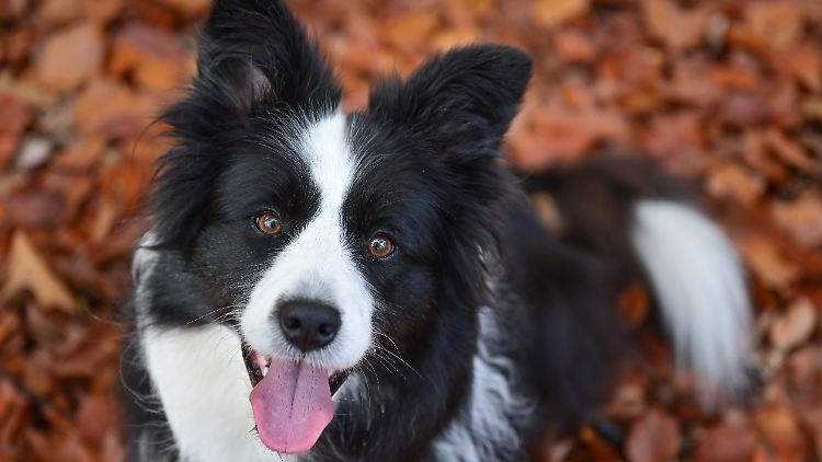 Der Border Collie hat den Ruf, eine sehr intelligente Hunderasse zu sein.